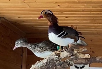 В зоопарке в Зеленогорске обнаружены редкие утки