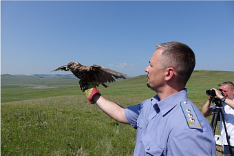 Инспекторы Росприроднадзора приняли участие в выпуске краснокнижных соколов-балобанов на территории заповедника «Хакасский»   