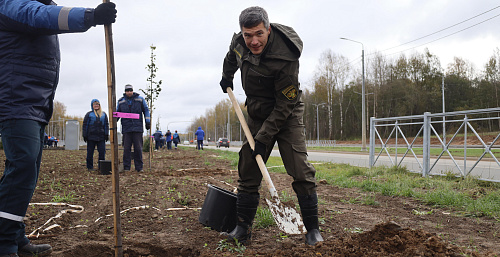 В Череповце сотрудники Росприроднадзора приняли участие в посадке деревьев