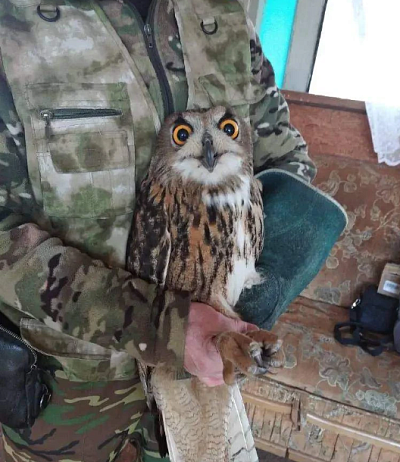 Три редких филина выпущены в природу в Калининградской области