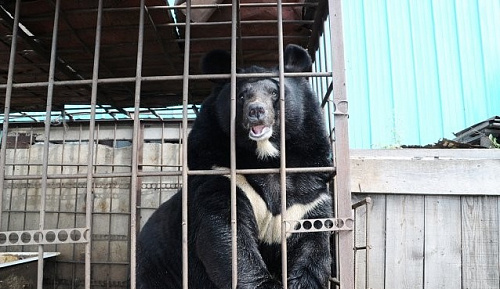 Сотрудники Росприроднадзора проверили условия содержания белогрудого медведя в г. Благовещенске Амурской области