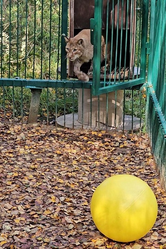 Росприроднадзор передал рысь, конфискованную у частного зоопарка Курской области из-за ненадлежащих условий содержания, в «Дом тигра» Ленинградской области