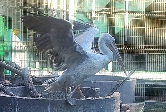 Редкие кудрявые пеликаны благодаря разрешению Росприроднадзора обрели новый дом в иркутском «Зоопарке на Фортуне»