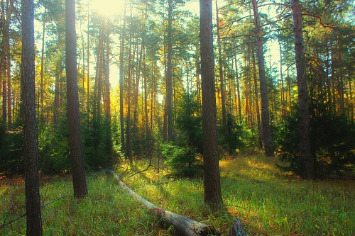 Дорогие друзья! От имени Волжско-Камского межрегионального управления Росприроднадзора поздравляем вас с Днём эколога и Всемирным днём окружающей среды!