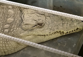 Росприроднадзор проведет проверку в здании телекомпании «Обнинск ТВ» по поводу возможного содержания крокодила