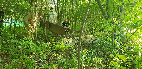 Под контролем сотрудников Росприроднадзора амурский тигр передан на содержание в Зоологический центр «Питон»