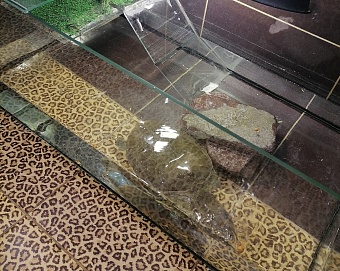 Уральское управление Росприроднадзора изъяло редкую черепаху