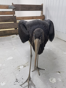 Спасенному в Алтайском крае краснокнижному аисту подобрали место для зимовки