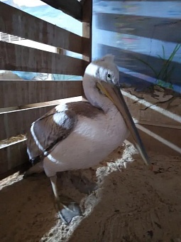 Кудрявый пеликан спасен в Алтайском крае