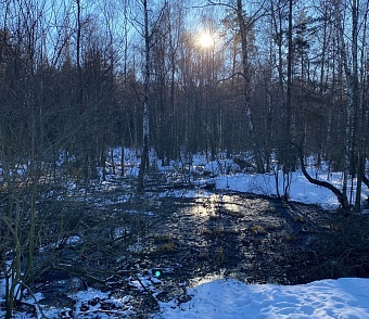 Росприроднадзор устанавливает причины и виновных в разливе сточных вод в Борском районе Нижегородской области