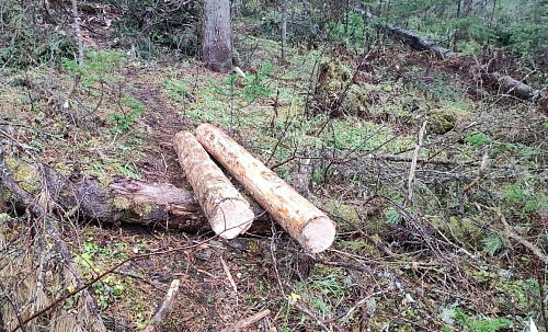 В Кузбассе инспекторы Росприроднадзора выявили факт незаконной рубки леса на территории ООПТ федерального значения