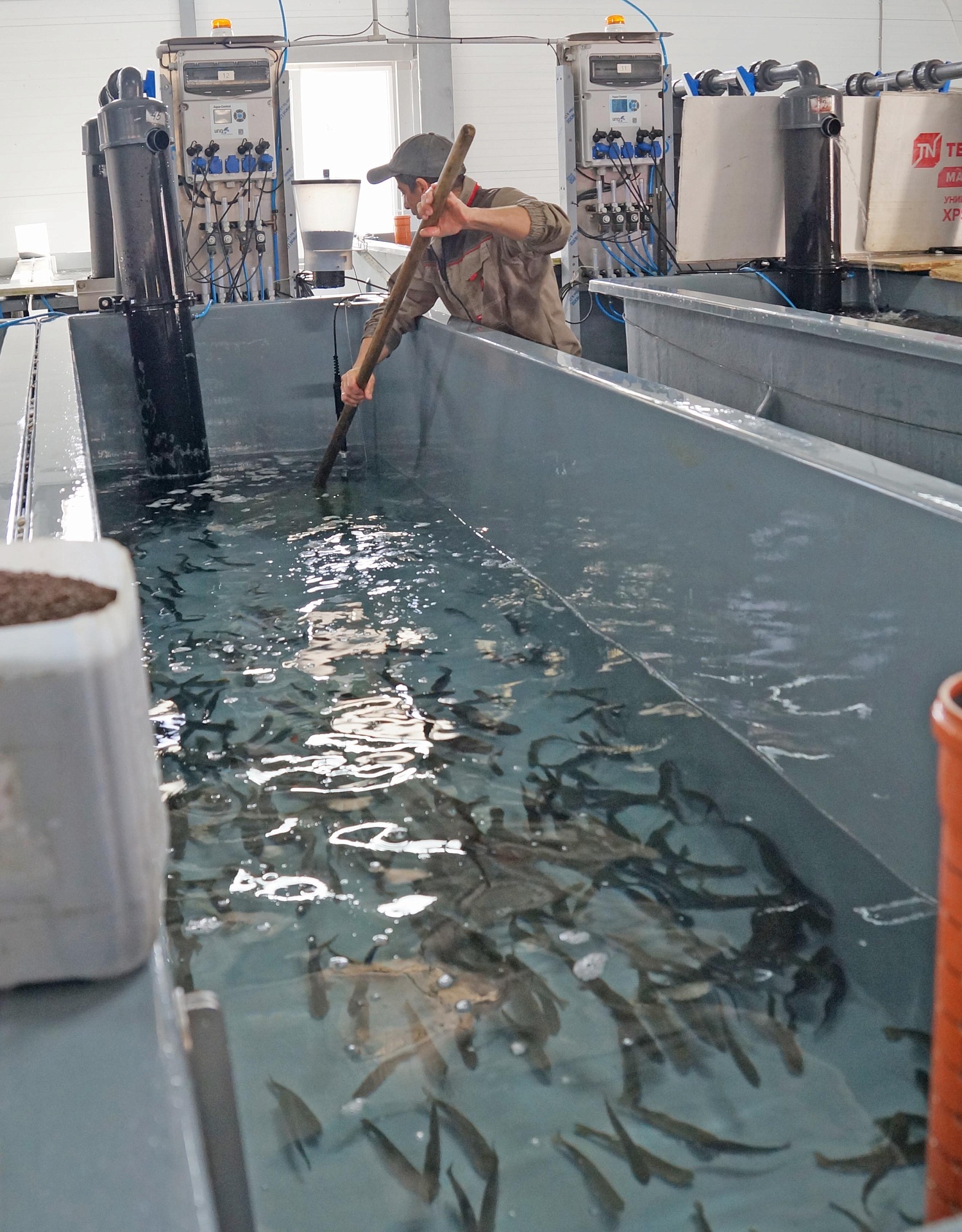 Сотрудники Росприроднадзора в Краснодарском крае приняли участие в выпуске молоди черноморской кумжи в реку Мзымта