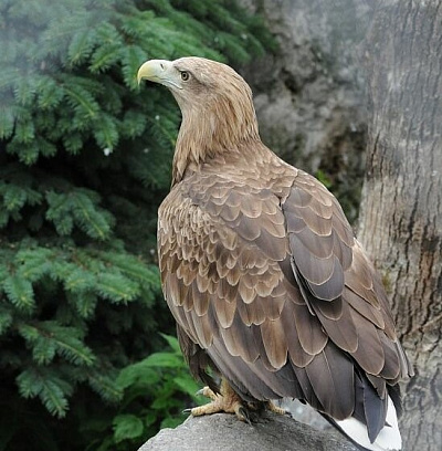 В Челябинской области готовят к выпуску в природу двух орланов-белохвостов