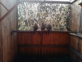 Трех краснокнижных соколов изъяли у браконьера в Республике Алтай