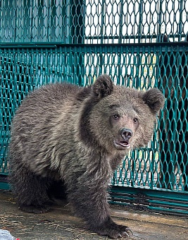 Сотрудники Росприроднадзора и МВД России приняли участие в спасении двух бурых медведей в Тверской области