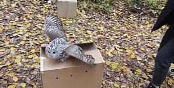 В Ленинградской области специалисты Росприроднадзора приняли участие в возвращении в дикую природу четырёх длиннохвостых неясытей и лисы