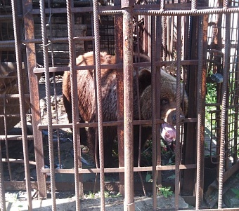 Росприроднадзор оказал содействие в переезде медведицы Маши в питомник «К-9» в Иркутске