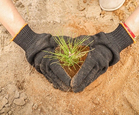 Центрально-Черноземное межрегиональное управление Росприроднадзора поздравляет с Всероссийским Днём леса 