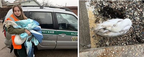 В Севастополе сотрудники Росприроднадзора спасли лебедя-шипуна