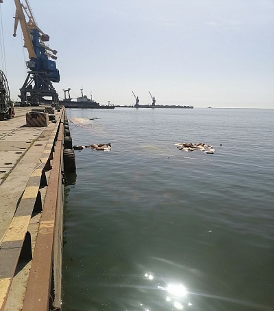 Сотрудниками Росприроднадзора проведен осмотр территории Мариупольского морского порта