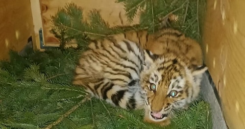 Сотрудники Приамурского Росприроднадзора проконтролировали передачу амурского тигра в зоопарк г. Минск.