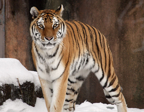 Росприроднадзор предложил меры по увеличению численности амурского тигра