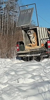 Росприроднадзор выдал разрешение на изъятие из дикой природы и перемещение семейства тигров в Хабаровском крае