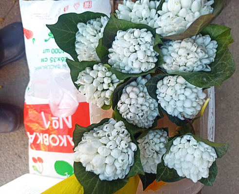 Росприроднадзор по СЗФО просит не собирать и не покупать первые весенние цветы