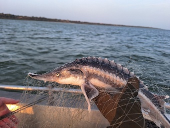 В акватории Таганрогского залива инспекторы Росприроднадзора участвуют в мероприятиях по пресечению браконьерства