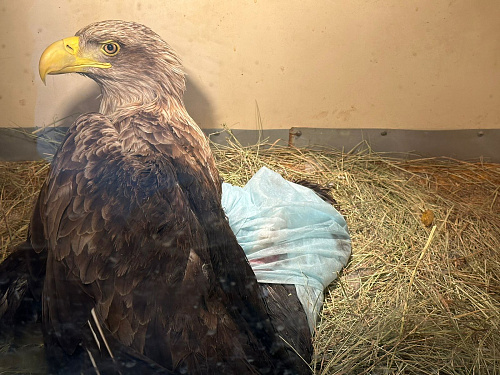 Сотрудники Росприроднадзора произвели изъятие из естественной среды обитания краснокнижного орлана-белохвоста в Астраханской области