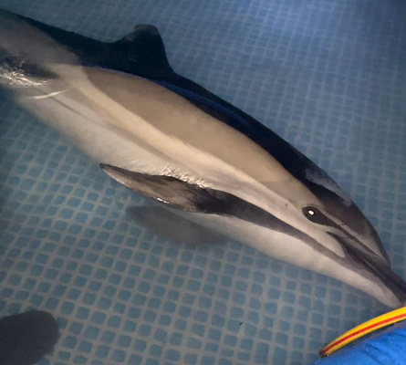 Росприроднадзор принял участие в спасении крымского дельфина-белобочки