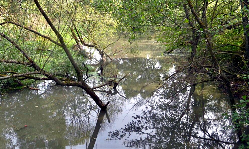 Выявлен сброс неочищенных сточных вод в реку Терепец