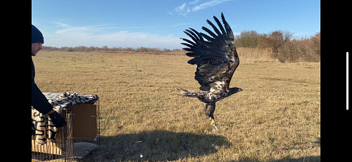 В Астраханской области под контролем инспекторов Росприроднадзора выпустили в природу краснокнижного орлана белохвоста