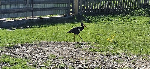 Сотрудники Южно-Сибирского межрегионального управления Росприроднадзора посетили конфискованных и вынужденно изъятых животных в приюте «Зооголд – Золотые Зверюшки» 