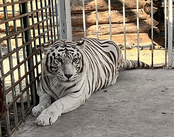 Сотрудники Росприроднадзора навестили тигров в Старооскольском зоопарке