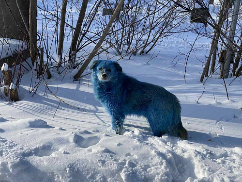 Росприроднадзор проводит контрольно-надзорные мероприятия по информации о "синих собаках" в районе Дзержинска