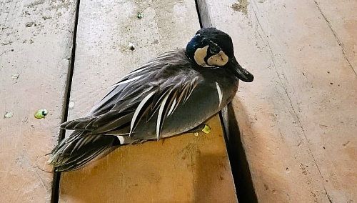 Краснокнижного селезня «Клоктуна» спасли сотрудники Росприроднадзора по Республике Саха (Якутия)