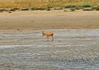 На КС-20 принят разработанный Росприроднадзором международный документ по защите сайгаков от браконьеров