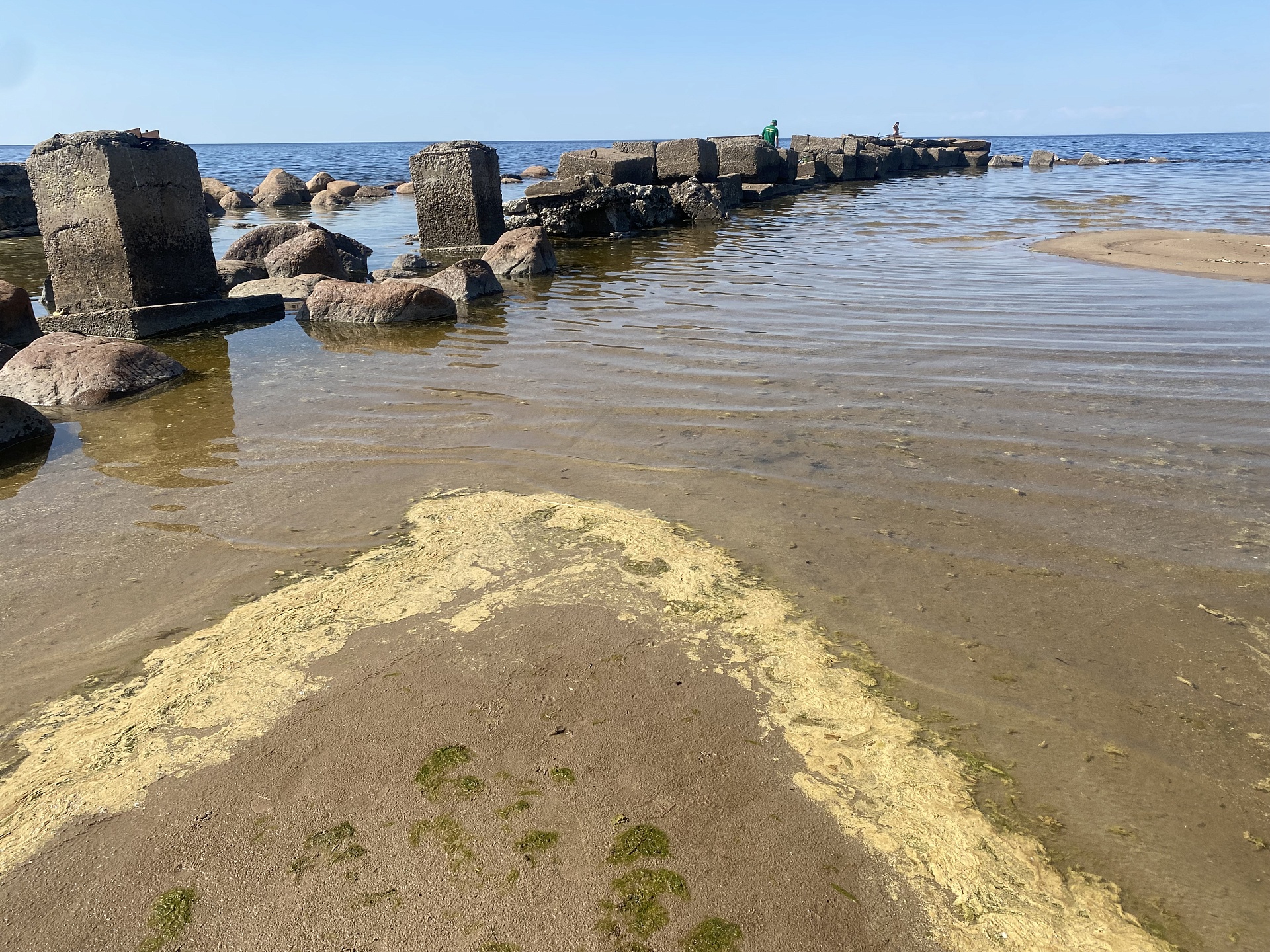Берег Финского залива пожелтел