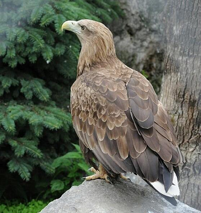 В Челябинской области готовят к выпуску в природу двух орланов-белохвостов