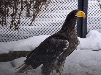 Белоплечий орлан переехал из Красноярска в Екатеринбургский зоопарк