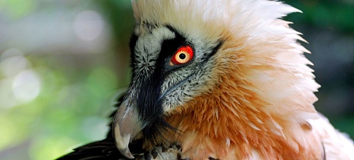 Редкого пернатого хищника – бородача спасли в Республике Алтай при участии Южно-Сибирского межрегионального управления Росприроднадзора 